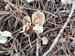 Marasmius wynneae