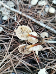 Marasmius wynneae
