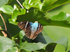 Astraptes fulgerator azul