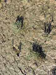 Tecticornia australasica