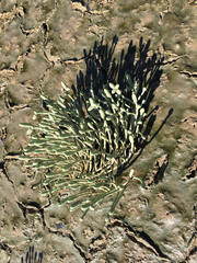 Tecticornia australasica