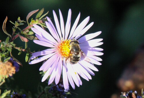 Unknown species found near Bombay Hook National Wildlife Refuge, 2591 Whitehall Neck Road, Smyrna, DE 19977, USA