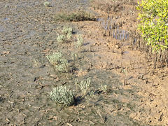 Tecticornia australasica