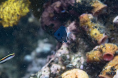 Pycnochromis margaritifer