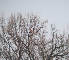 Buteo japonicus