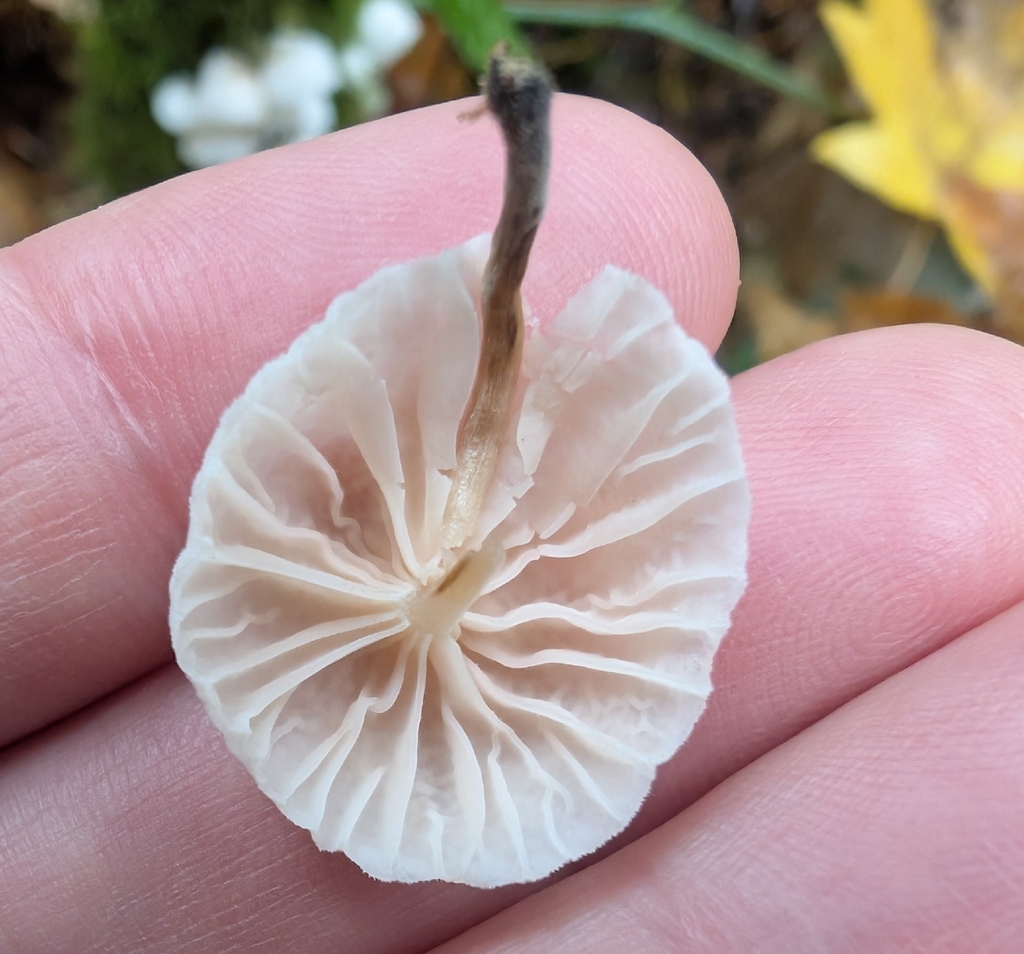Marasmiellus candidus · November 2025 · photo: © simonele (iNaturalist, cc-by)