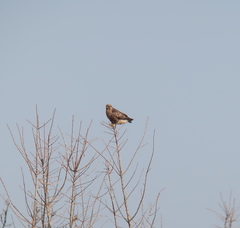 Buteo japonicus