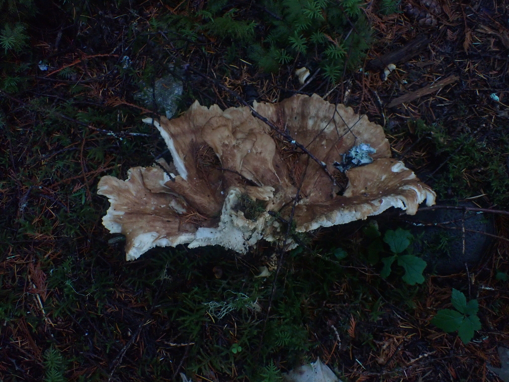 Bondarzewia occidentalis · November 2025 · photo: © dgwdoesthings (iNaturalist, cc0)