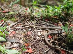 Thelotornis capensis capensis