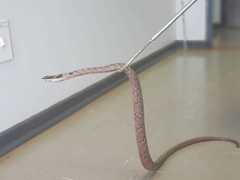 Thelotornis capensis capensis