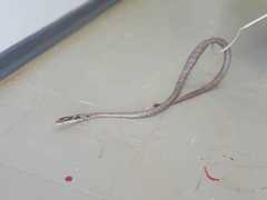 Thelotornis capensis capensis