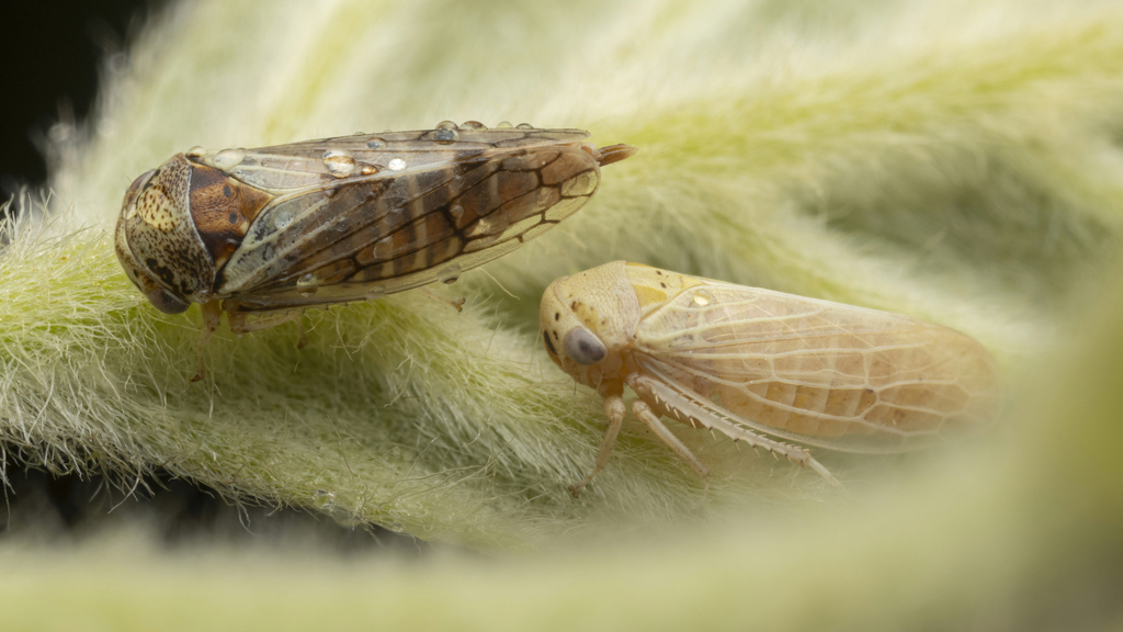Oncopsis deluda