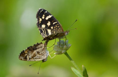 Pale-banded Crescent