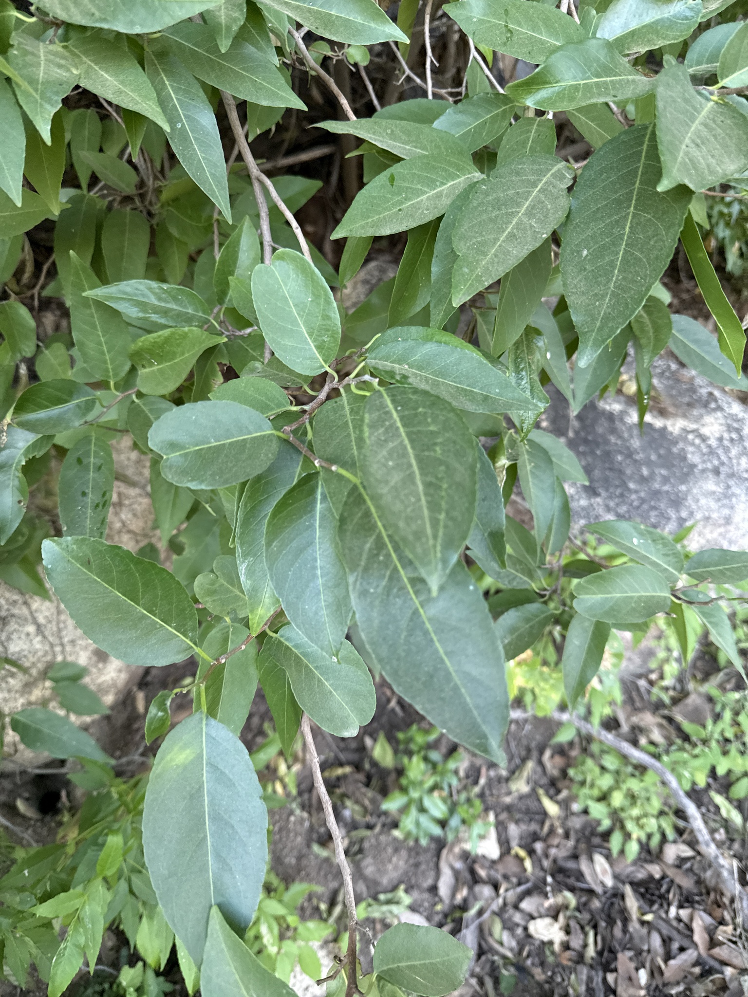 Sebastiania Pavoniana (Sebastiania pavoniana)