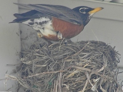 Turdus migratorius