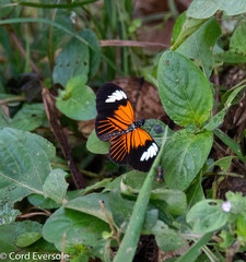 Heliconius erato lativitta