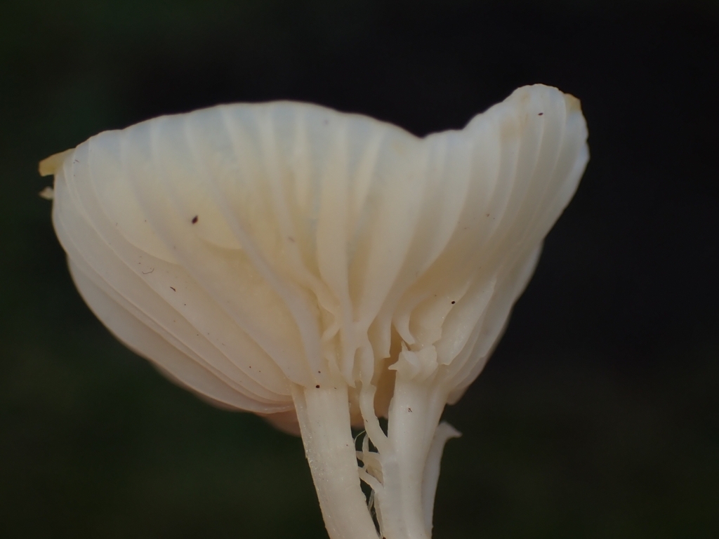 Cuphophyllus virgineus · November 2025 · photo: © sk53 (iNaturalist, cc-by)