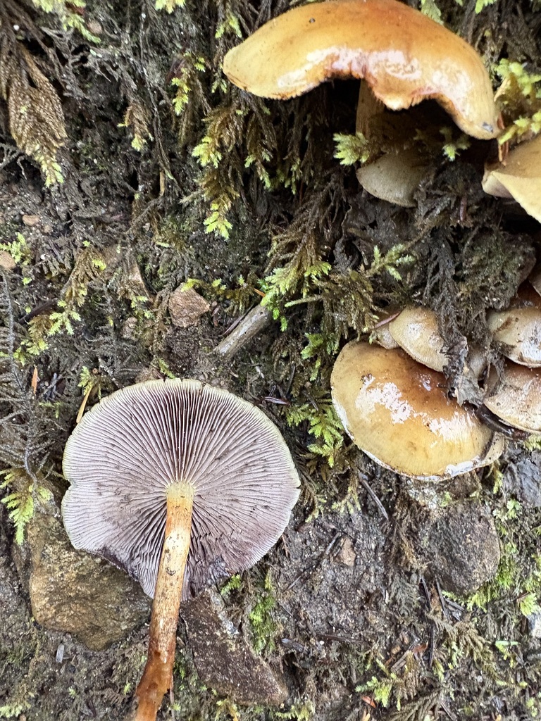 Hypholoma capnoides · November 2025 · photo: © jerryn (iNaturalist, cc-by)