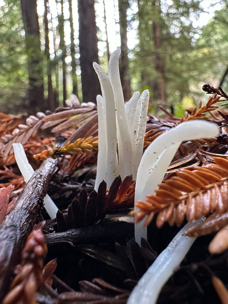 Clavaria fragilis · November 2025 · photo: © joemammaba (iNaturalist, cc-by-nc)