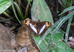 Adelpha erotia