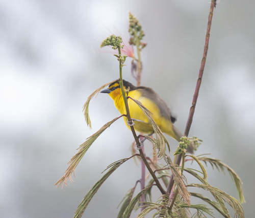 Black-necked Weaver (Ploceus nigricollis), photo 8