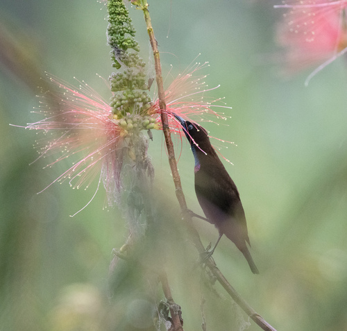 Green-throated Sunbird (Chalcomitra rubescens)