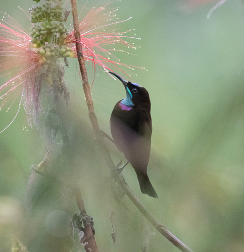 Green-throated Sunbird (Chalcomitra rubescens), photo 2