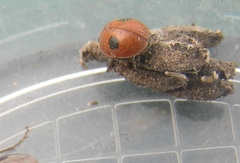 Adalia bipunctata