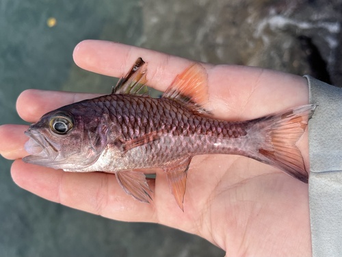 Pristiapogon taeniopterus observed 2025-11-16