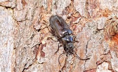 Notodascillus brevicornis