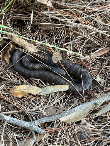 Tiger Snake sighting