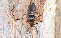 Notodascillus brevicornis