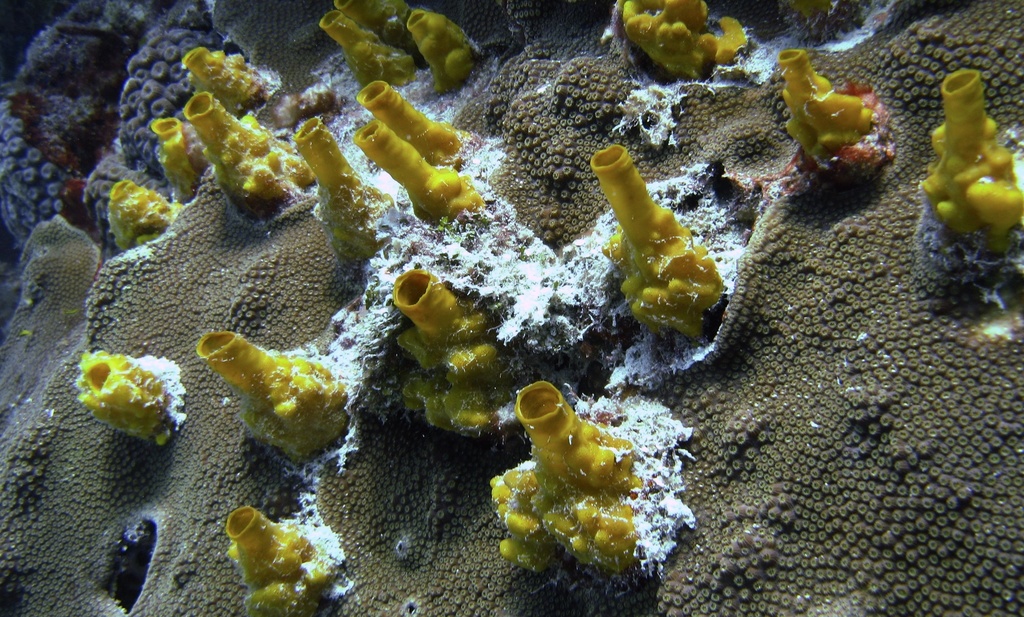 Variable Boring Sponge
