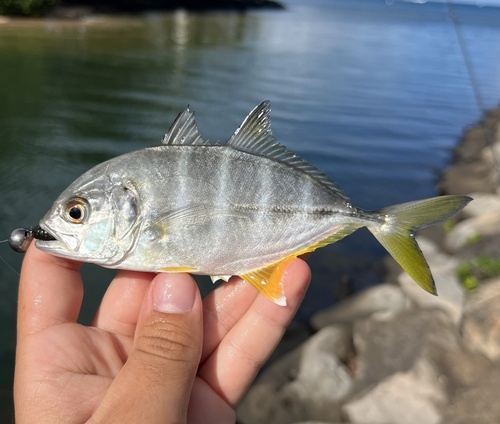 Caranx sexfasciatus, 2025-11-16