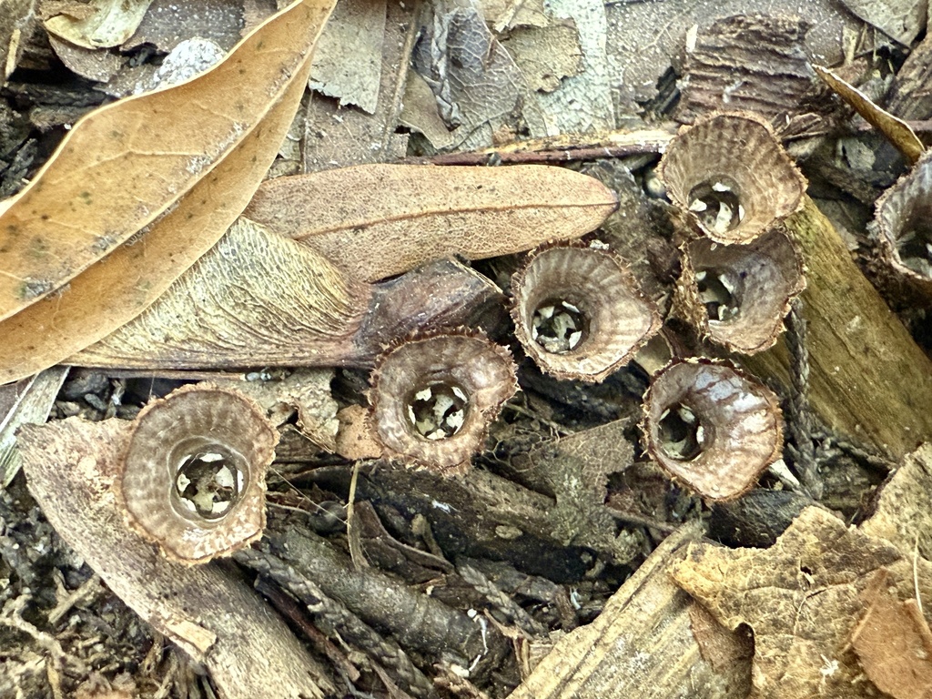 Cyathus striatus · November 2025 · photo: © hillcraddock (iNaturalist, cc-by)