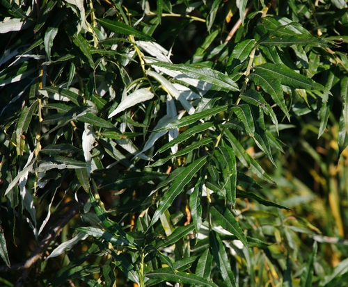 narrow-leaf willow
