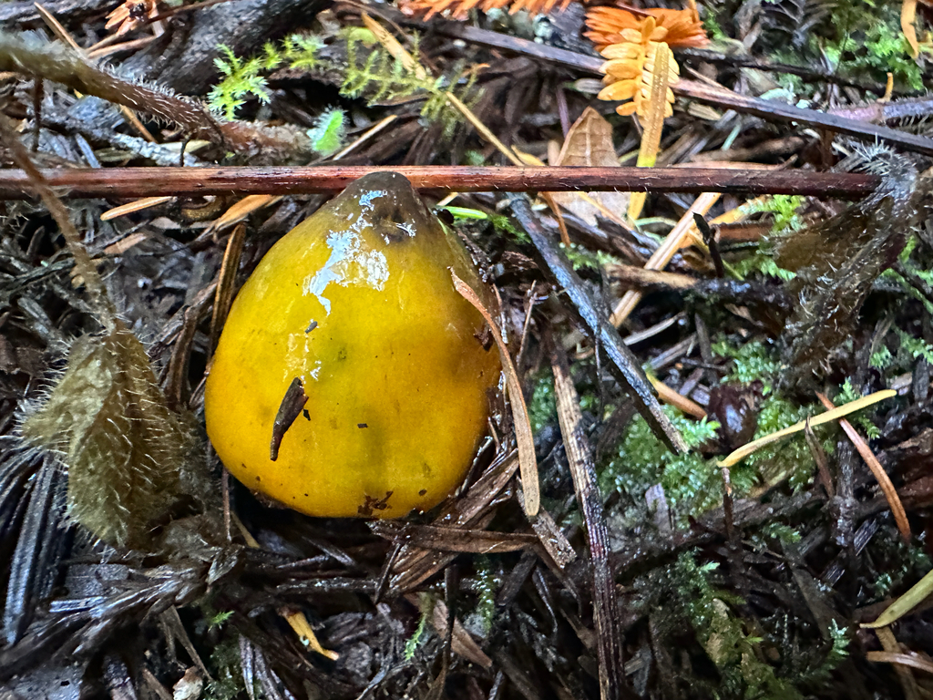 Hygrocybe singeri · November 2025 · photo: © joemammaba (iNaturalist, cc-by-nc)