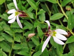 Lobelia chinensis