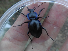 Carabus finitimus