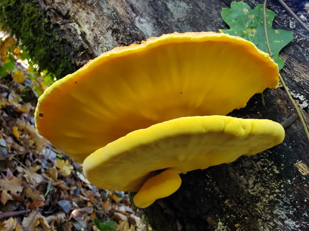 Laetiporus gilbertsonii · November 2025 · photo: © arlenedevitt (iNaturalist, cc-by)