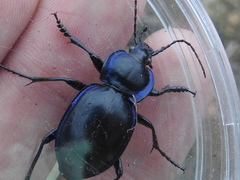 Carabus finitimus
