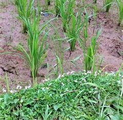 Lobelia chinensis