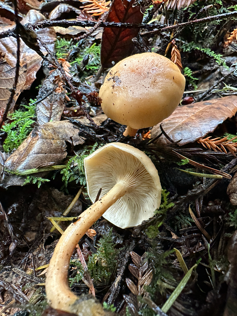 Paralepista flaccida · November 2025 · photo: © joemammaba (iNaturalist, cc-by-nc)