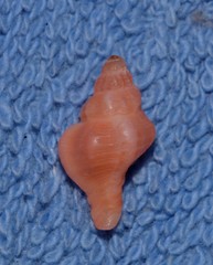 Chicoreus denudatus