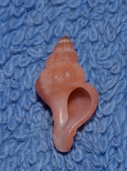 Chicoreus denudatus