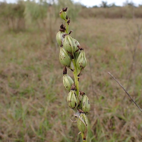 Giant Orchid (Orthochilus ecristatus)