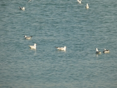 Chroicocephalus ridibundus