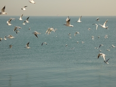 Chroicocephalus ridibundus