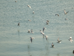 Chroicocephalus ridibundus