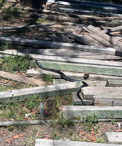 Red-bellied Black Snake sighting